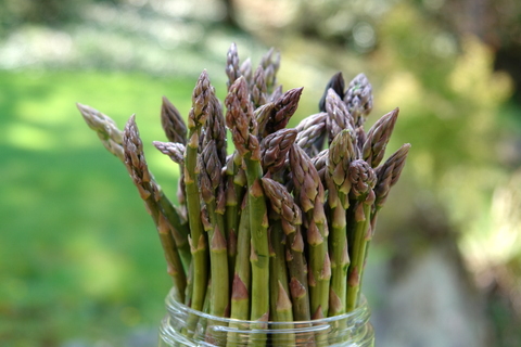 Asparagus