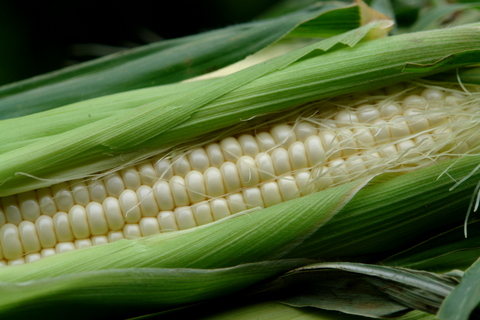 Corn for salad